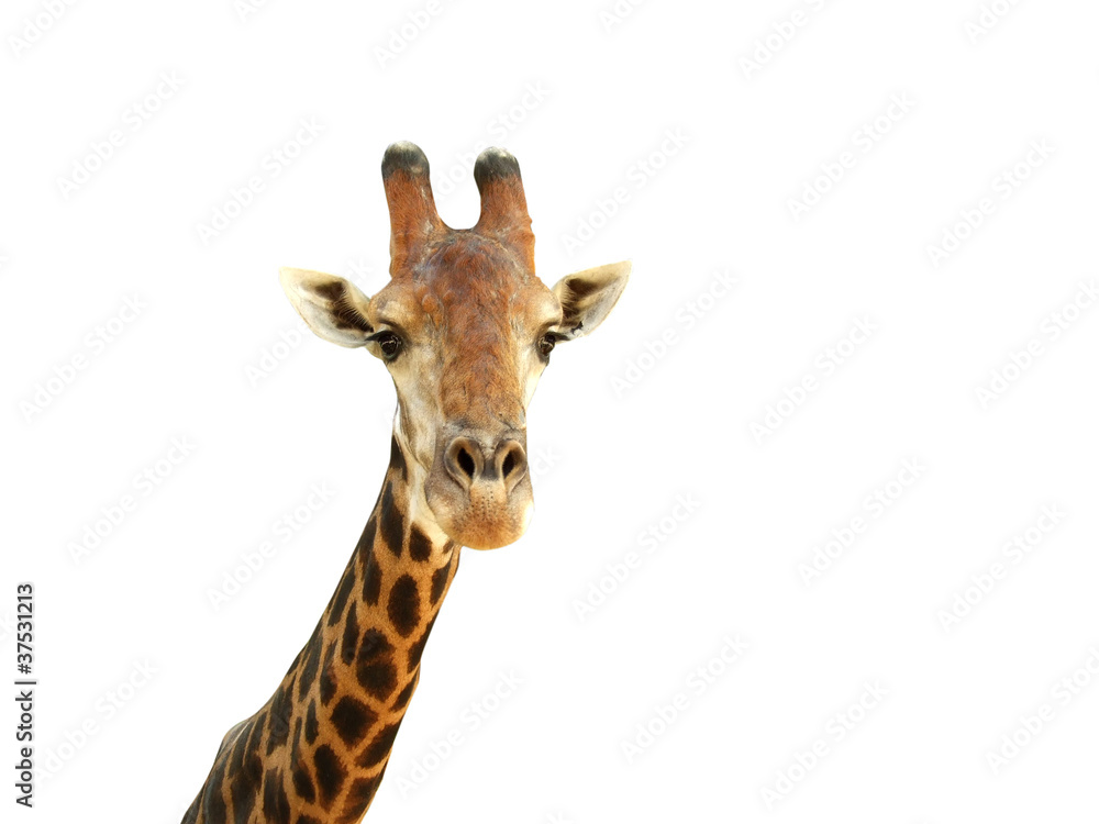Naklejka premium Giraffe Head