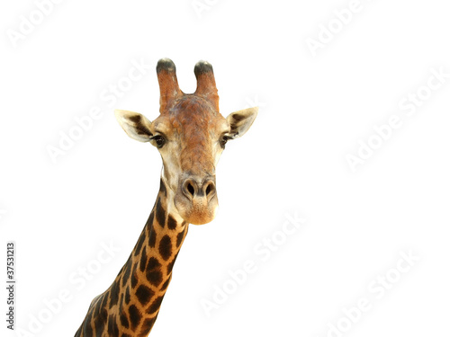 Giraffe Head © chanpipat