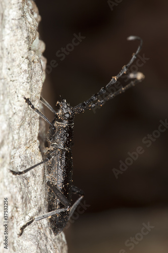 Capricorn beetle (Cerambyx scopolii) on oak, macro photo