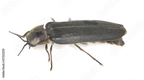 Glow-Worm lampyris noctiluca isolated on white background © Henrik Larsson