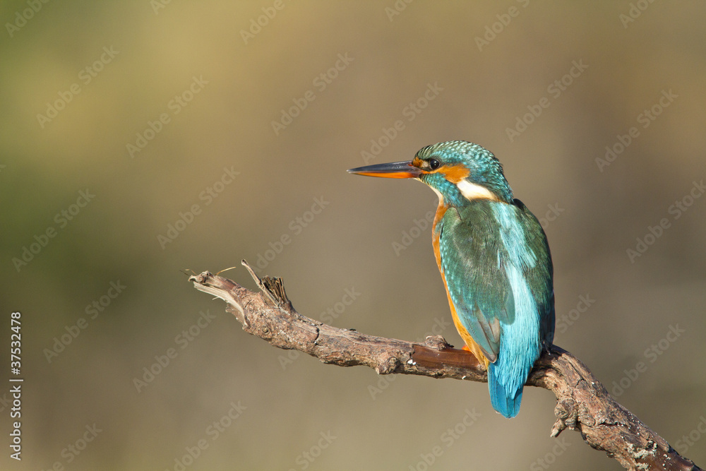 martin pecheur sur un arbre