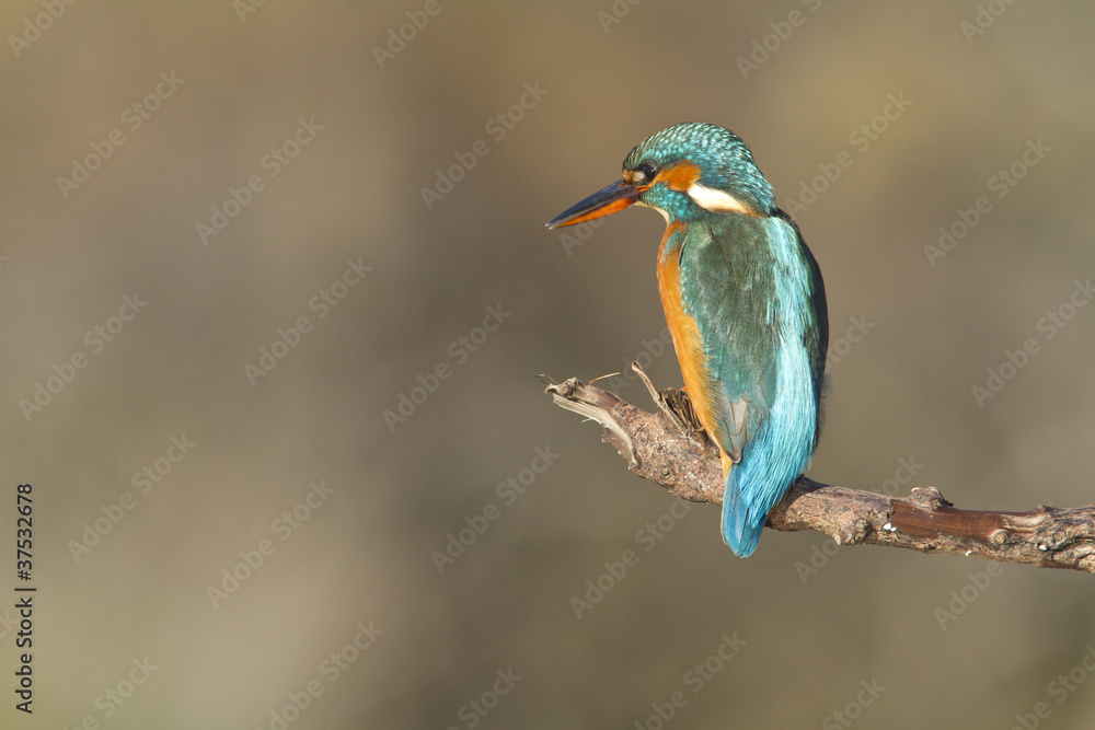 Fototapeta premium martin pecheur perché