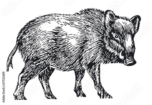 Wildschwein