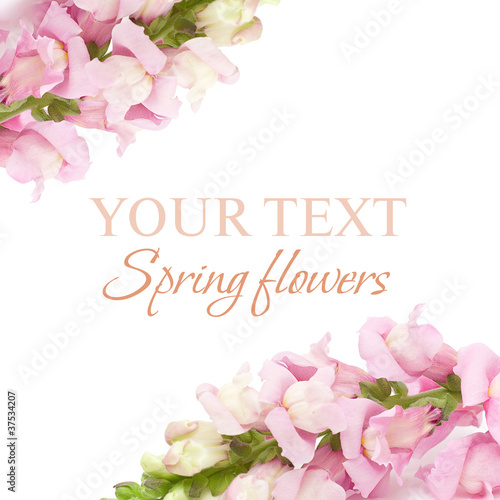 Spring floral background - pink flower isolated © artmim