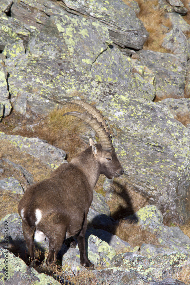 Ibex on rocks