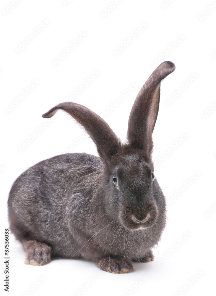 Obraz premium Rabbit farm animal