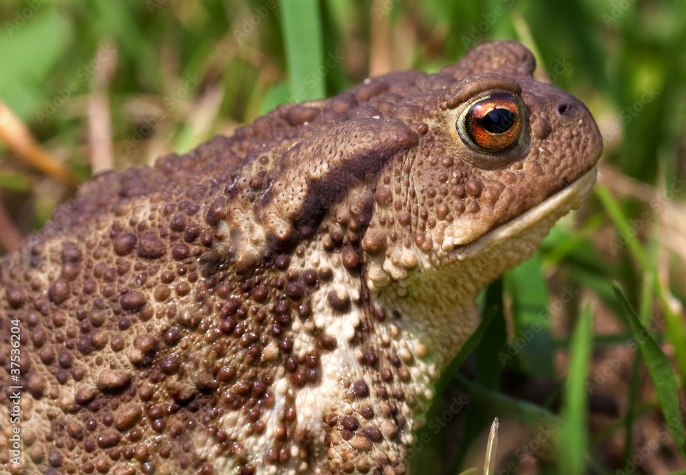 Obraz premium common toad bufo bufo