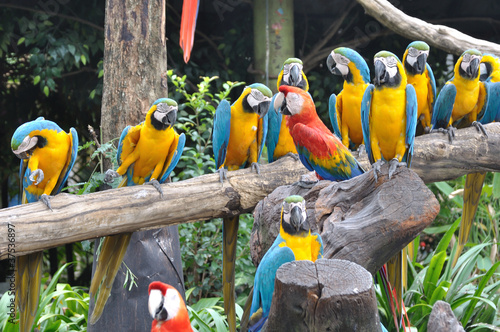 Group of colorful macaw