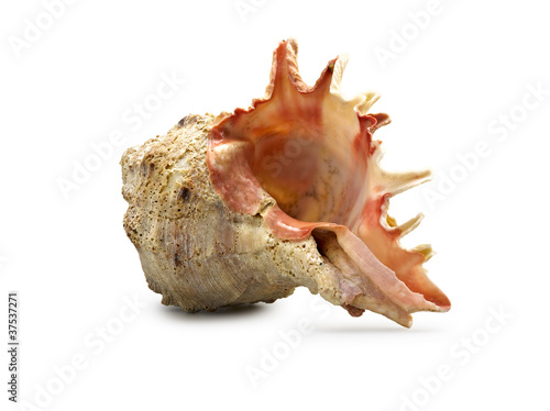 An isolated shot of a large conch shell
