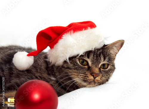 Cat with Christmas ball
