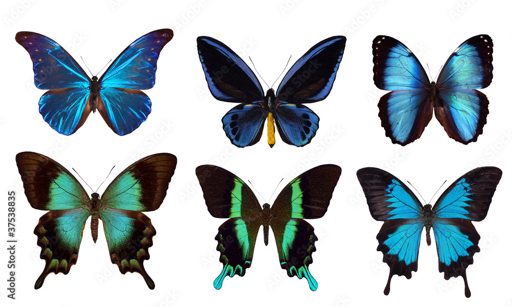 Obraz premium 6 blue butterflies