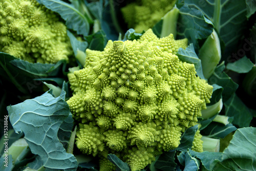 Romanesco broccoli photo