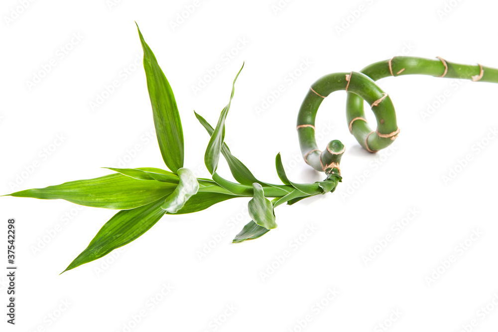 curly bamboo curly bamboo