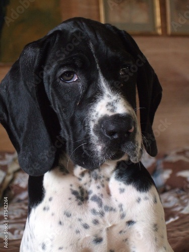 Chien De Race Braque D Auvergne Chiot Noir Et Blanc Stock Photo Adobe Stock