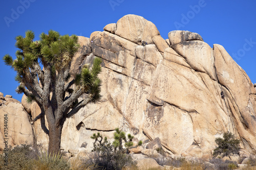 Rock Climb Yucca  Brevifolia Joshua Tree National Park