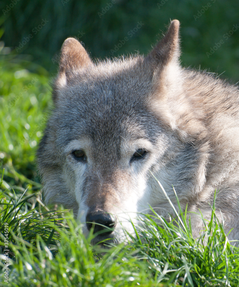 Portrait of wolf lying in the grass