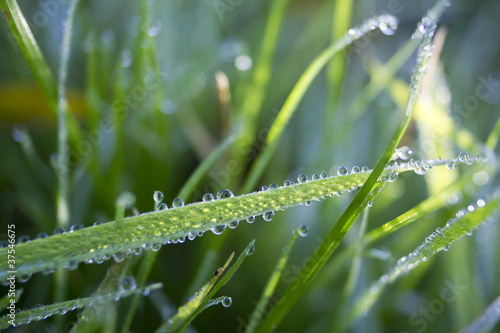 Dew-droplets