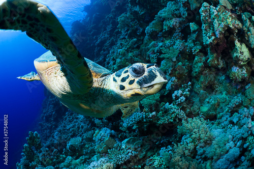 Face to face with hawksbill sea turtle.