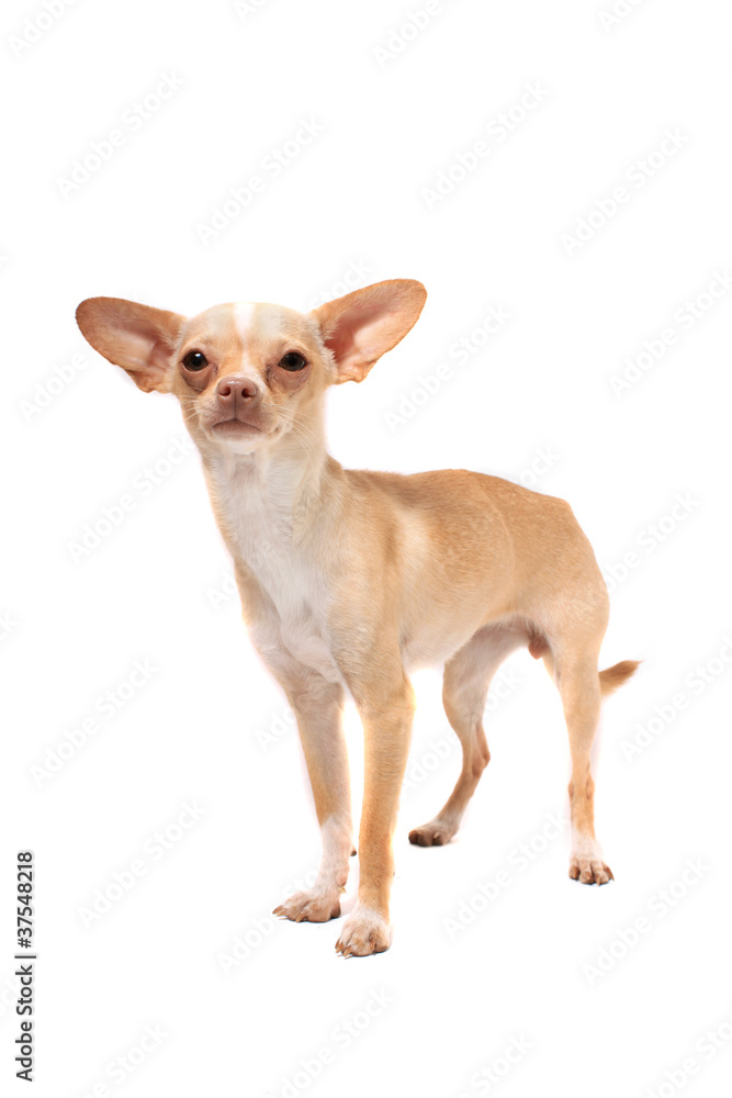 Chihuahua dog portrait