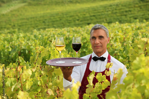 Waiter with glasses of wine on a tray in a vineyard photo