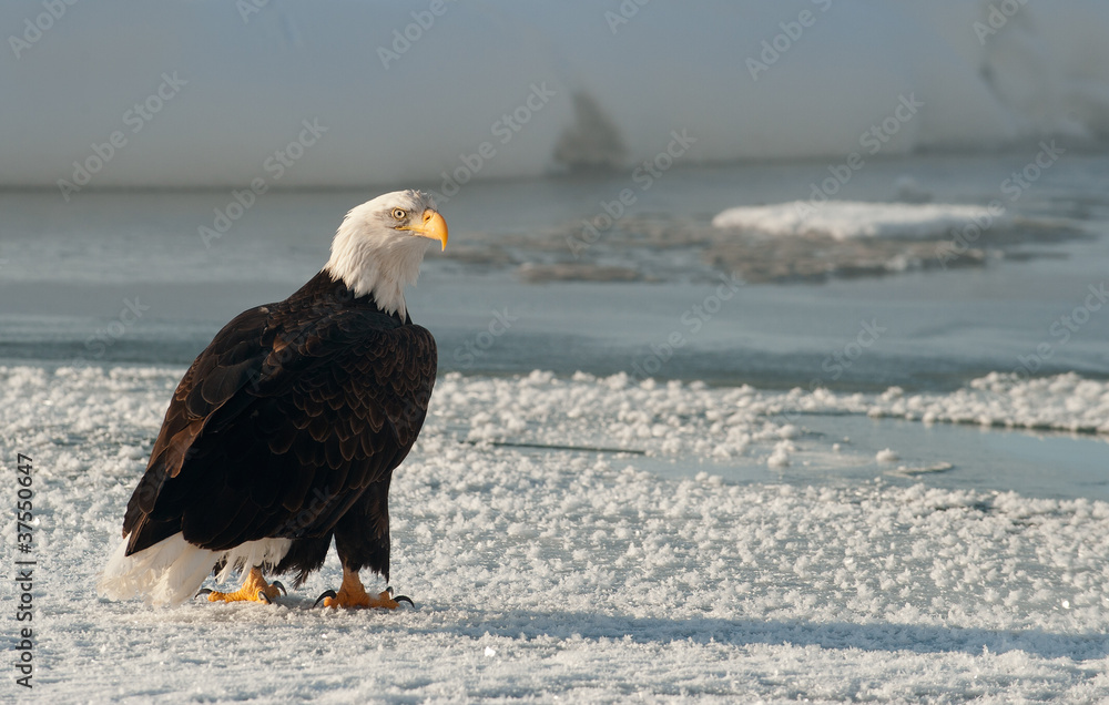Adult Bald Eagle (Haliaeetus leucocephalus) Adult Bald Eagle (Haliaeetus leucocephalus)