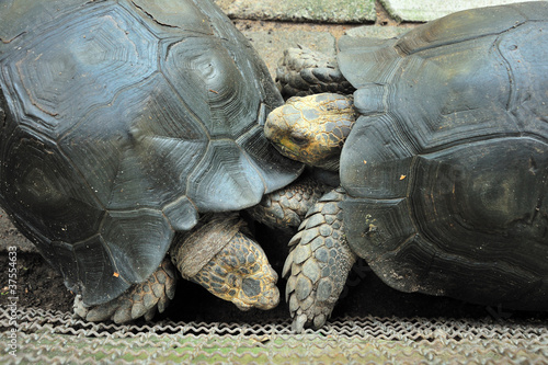 Bilde på lerret giant tortoise fighting