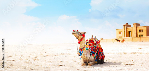 Fototapeta Naklejka Na Ścianę i Meble -  Camel