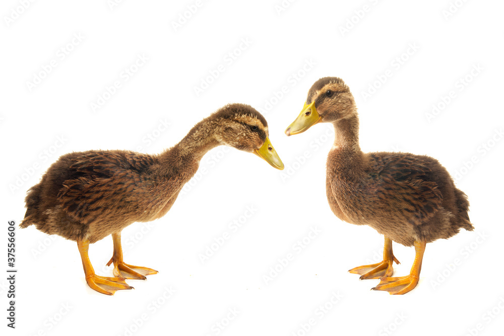 two duck two duck