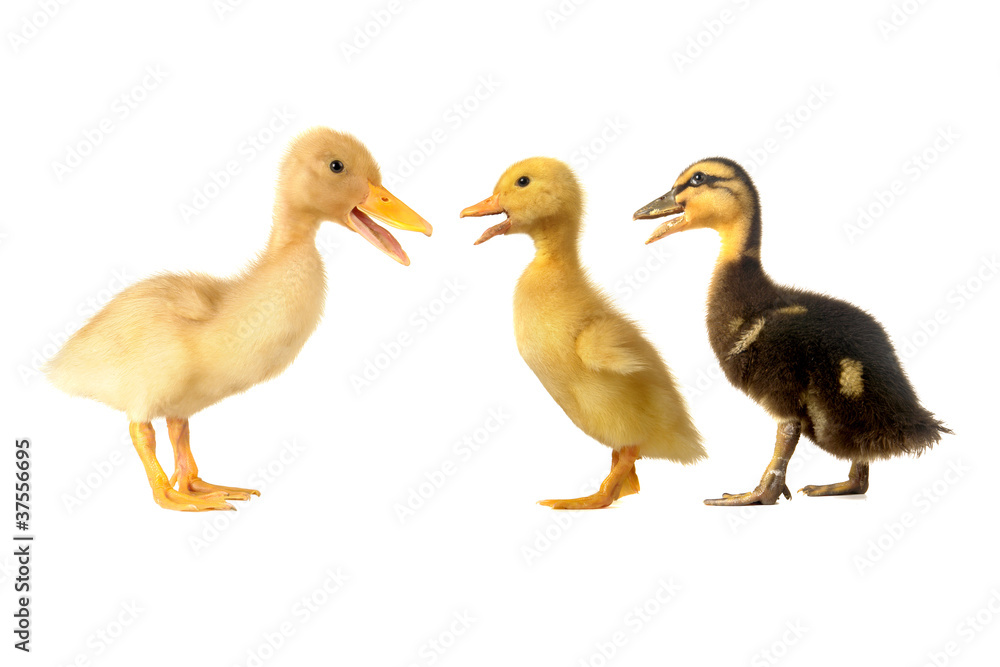 duck duck