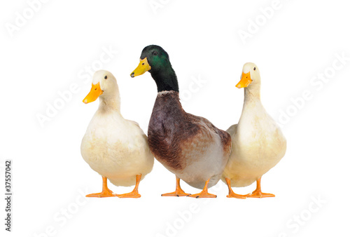 three ducks