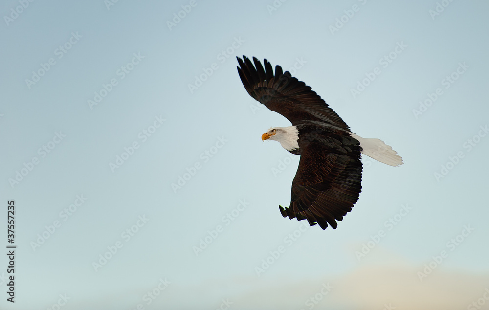 Obraz premium Flying Bald eagle.