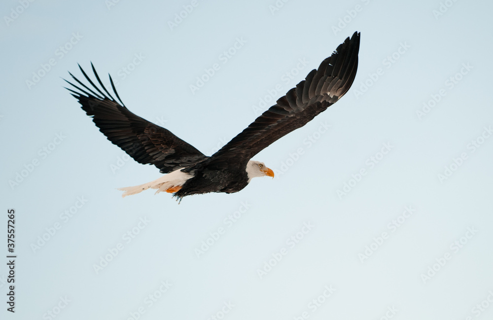 Obraz premium Flying Bald eagle.