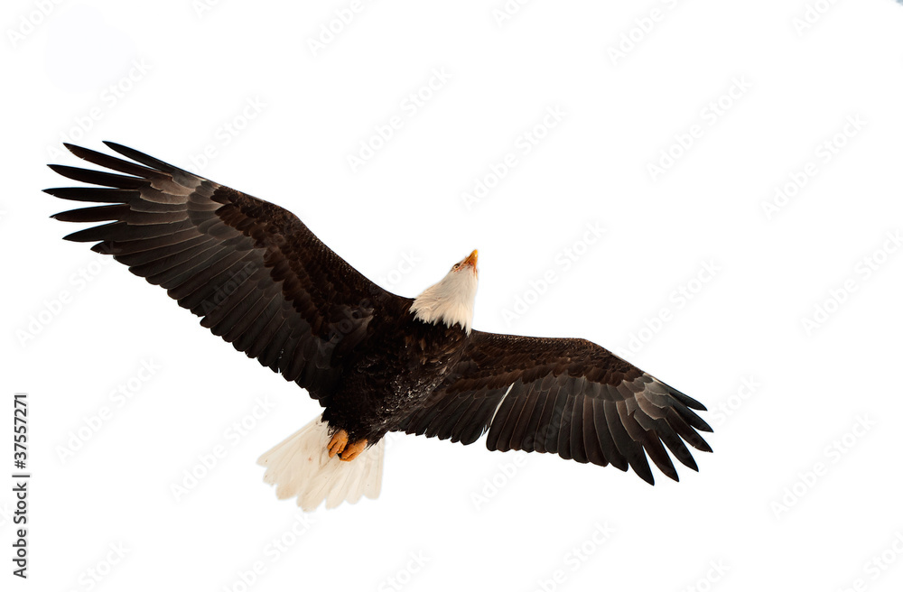 Fototapeta premium Flying Bald eagle.