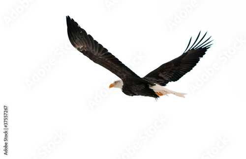 The Bald Eagle (Haliaeetus leucocephalus)