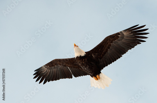 Flying Bald eagle. © Uryadnikov Sergey