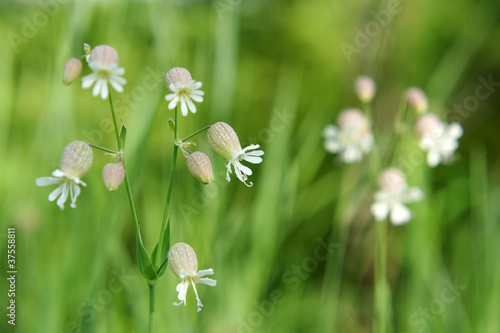 Beautiful dewy flowers of the Bladder Campion photo