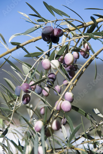 Olive tree. photo