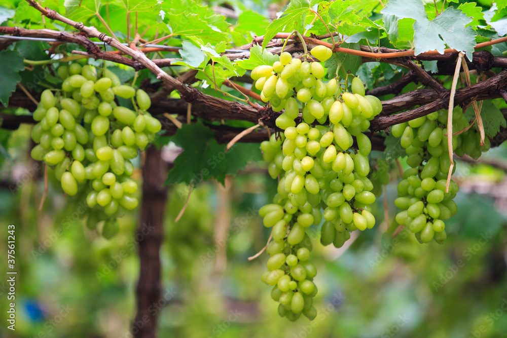 Fresh grape Fresh grape