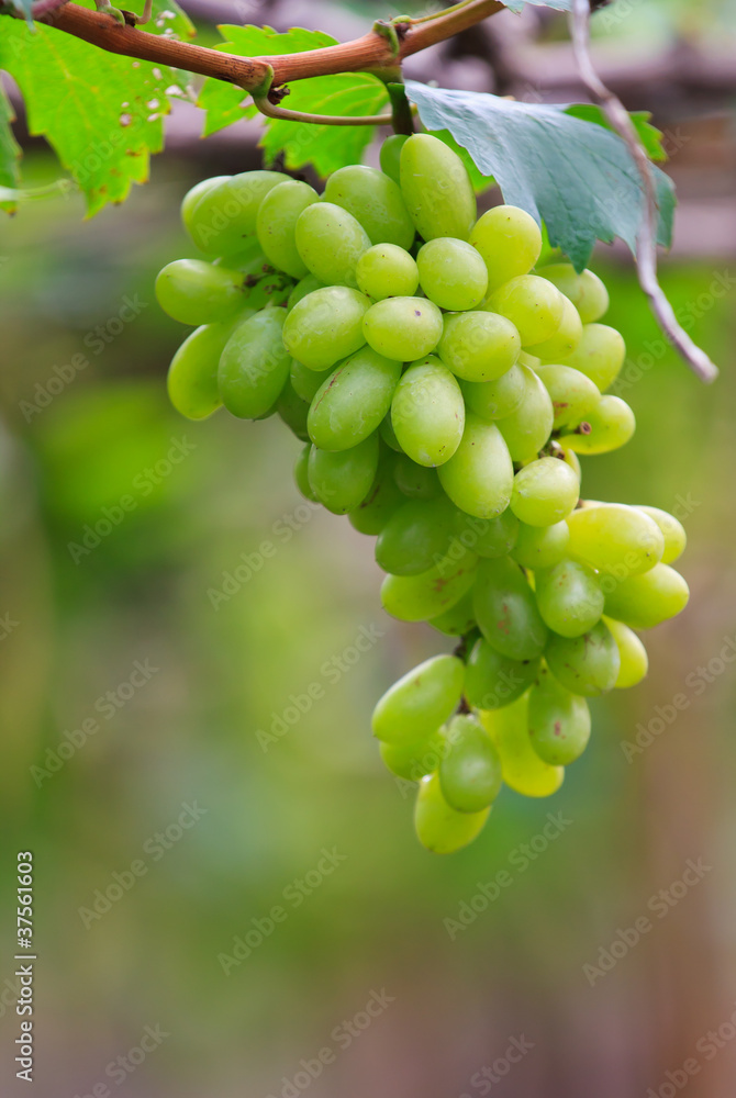 Fresh grape Fresh grape