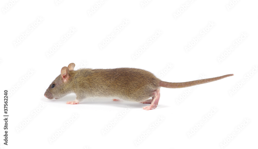 rat rat