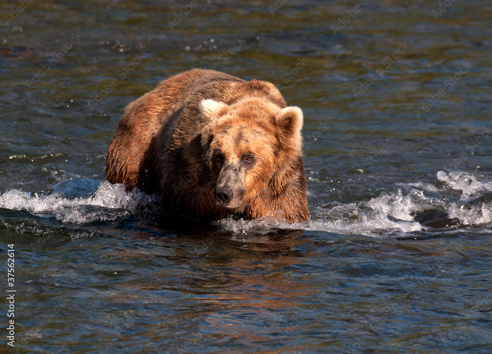 Alaskan brown bear walking through water Alaskan brown bear walking through water