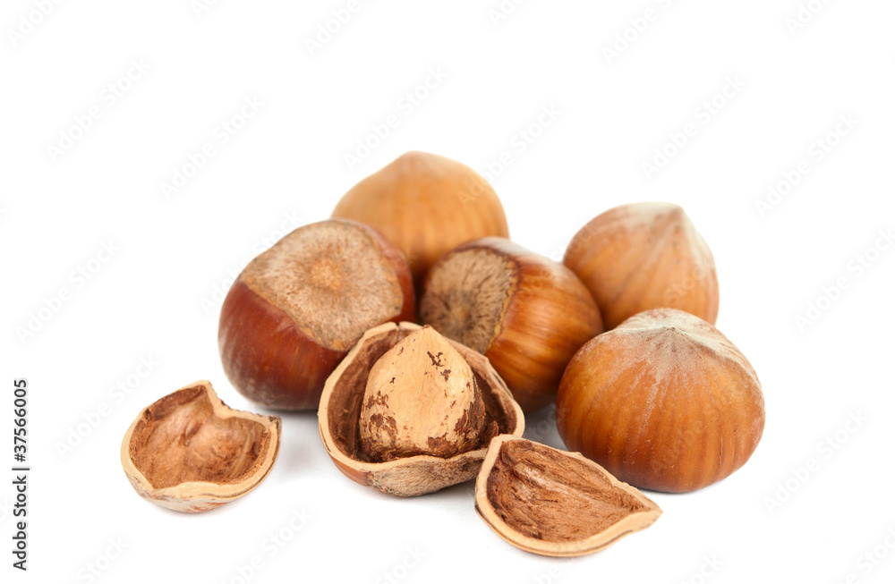 hazelnuts isolated hazelnuts isolated