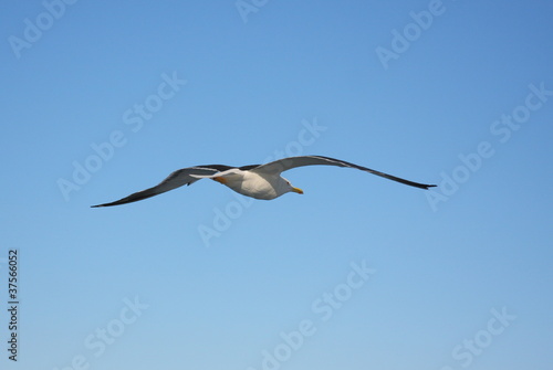 Чайка в небе