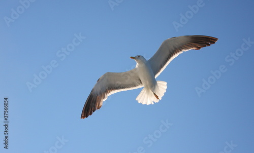 Чайка в небе