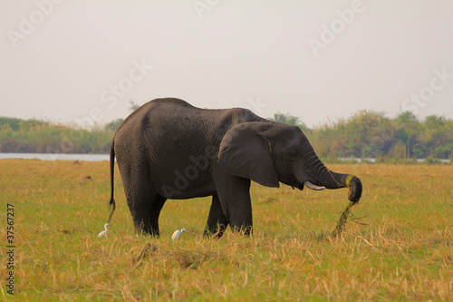 Elefantenbulle beim Fressen