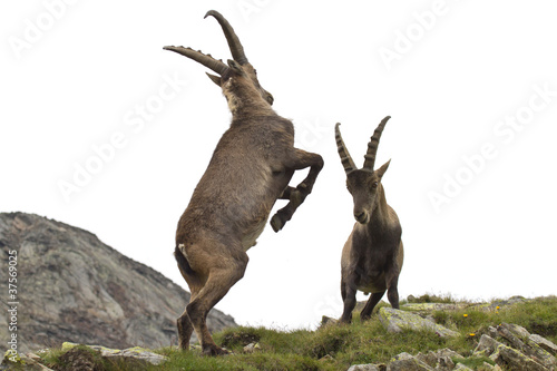 Ibex males fighting