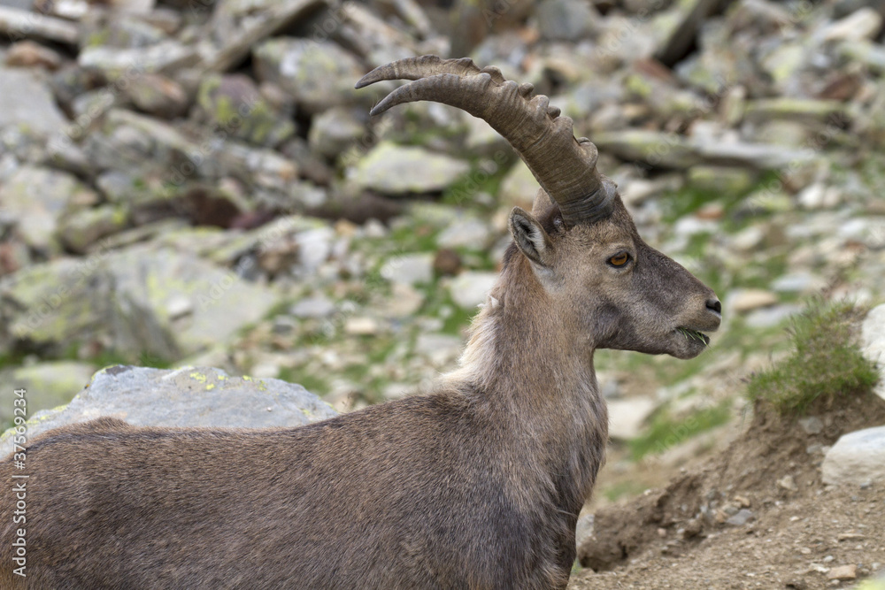Foreground of a ibex Foreground of a ibex