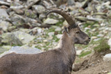 Foreground of a ibex