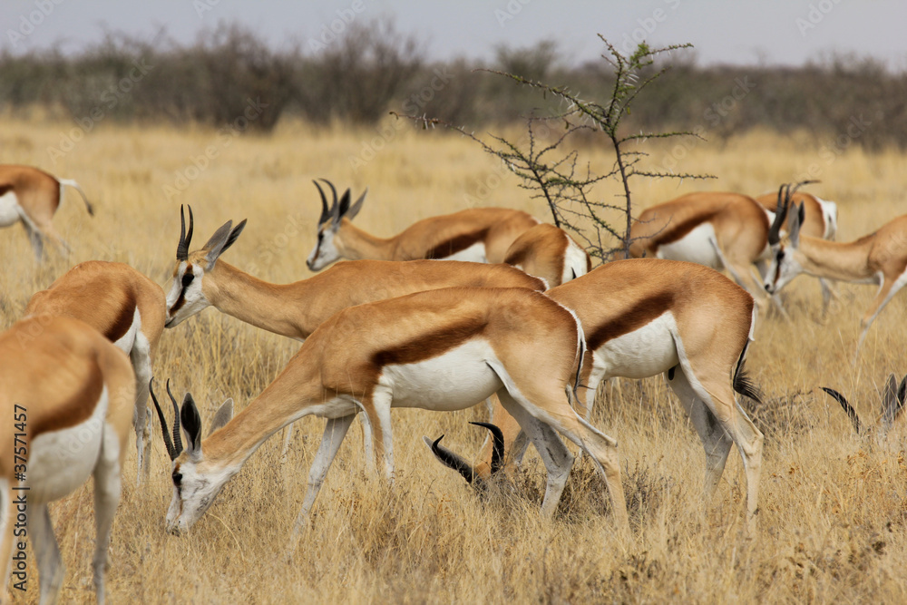 Naklejka premium Impalas in Afrika