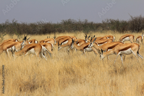 Impalas in der Steppe